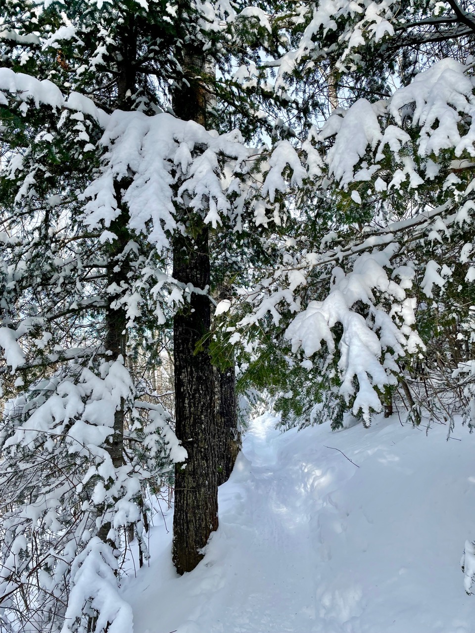 pine trees flocked with snow