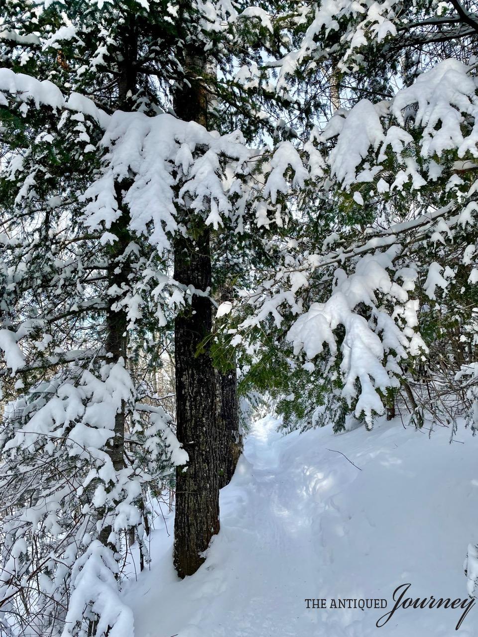 pine trees flocked with snow