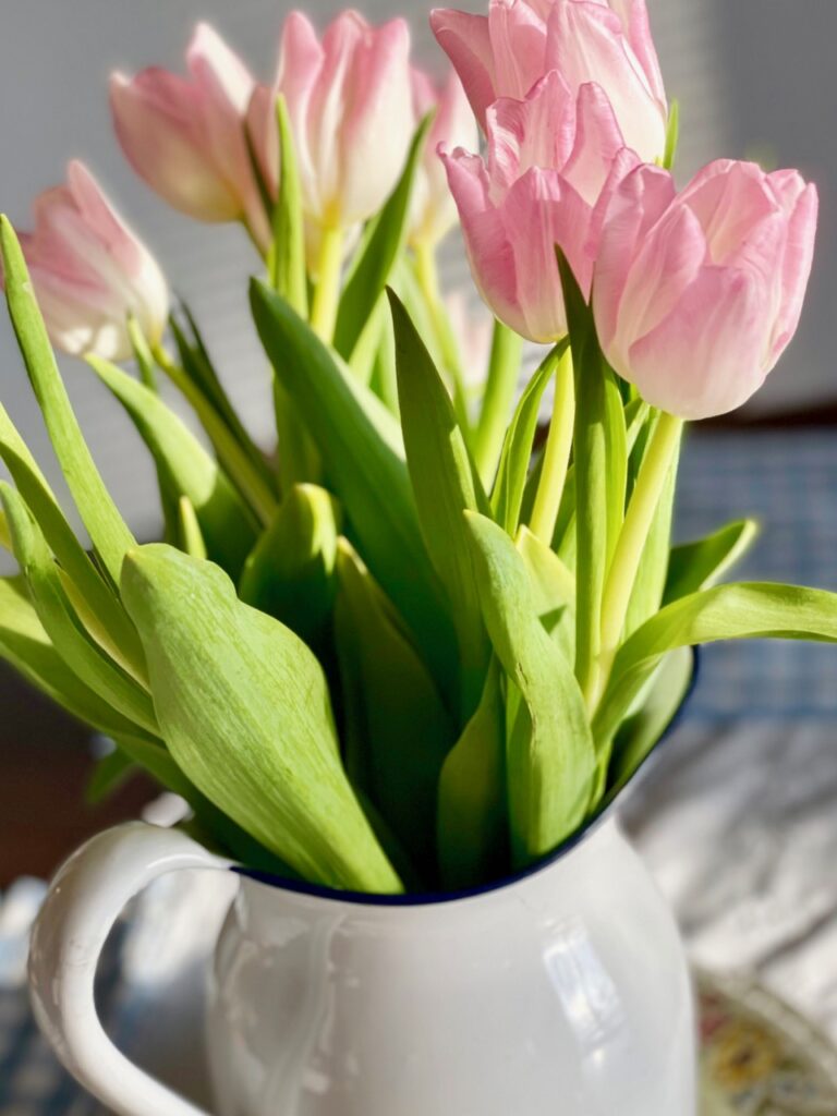 pink tulips in the sunshine