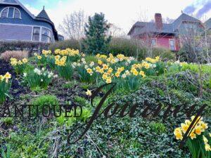 a spring garden full of yellow and white Daffodils