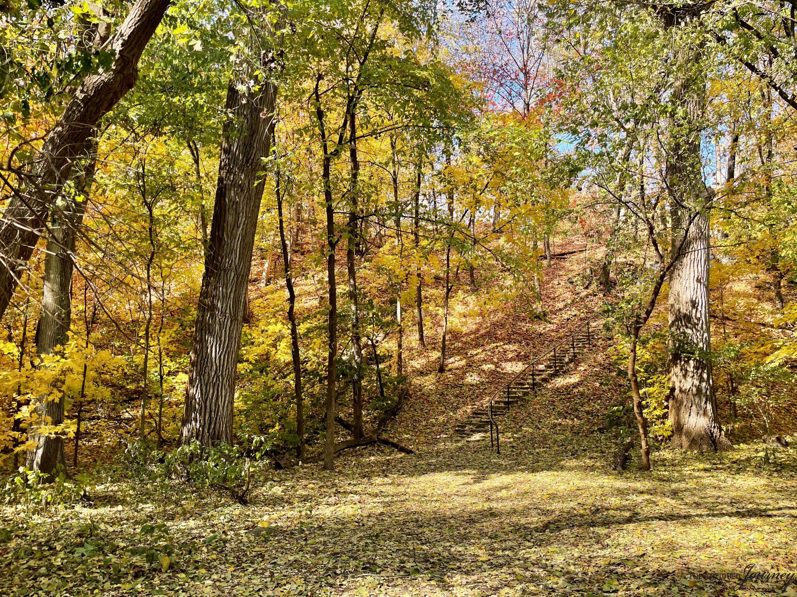 fall trees in the woods of Minnesota