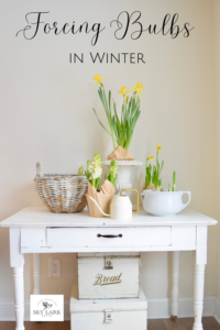how to force bulbs in winter from Sky Lark House