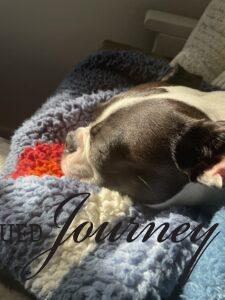 boston terrier laying in the sunshine
