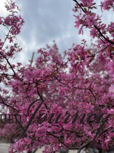 a pink flowering crabapple tree in full bloom