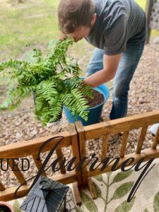 potting Ferns in large blue planters on a small patio