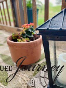 a terra cotta planter with a pink Begonia and a black lantern on a small patio