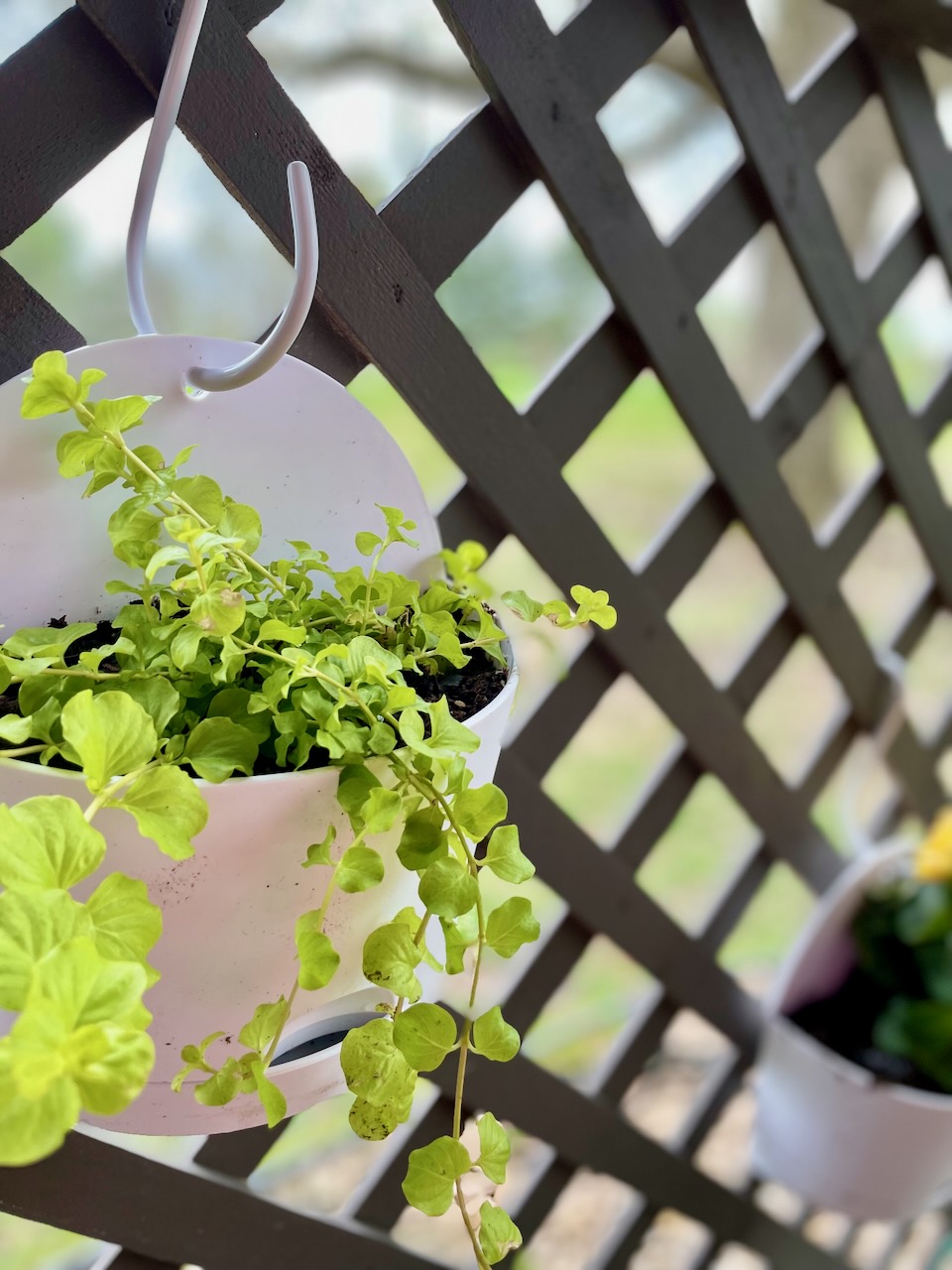 a green vine hanging on a lattice for a small patio space refresh