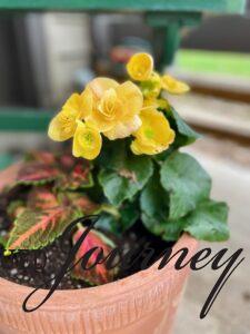 a yellow Begonia potted with a Coleus plant in a terra cotta pot on a small townhome patio