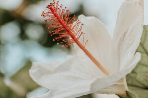 a Hibiscus flower courtesy of Abbs Johnson from Unsplash