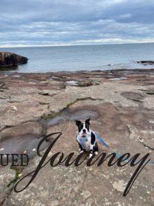 Boston Terrier on a rocks along Lake Supeior