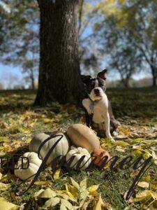 my Boston Terrier Tilly in a pumpkin patch