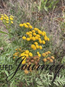 yellow wildflowers in Northern Minnesota