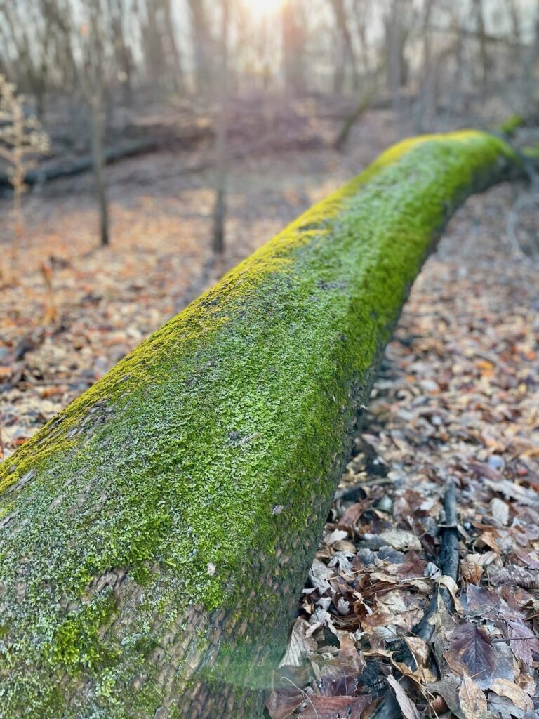 moss on log in the woods