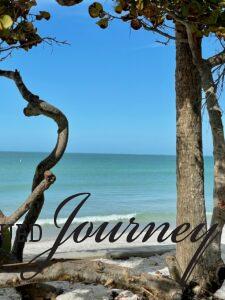 trees with ocean in background