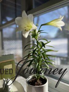 Easter Lily in sun