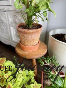 vintage wooden stool with plants
