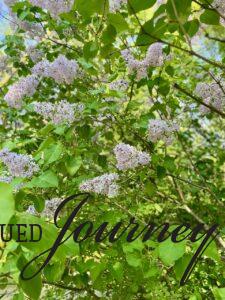 lilac bush in full bloom